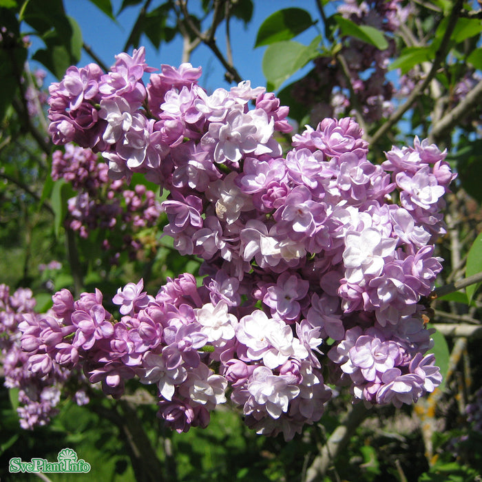 Syringa vulgaris 'Michel Buchner' Solitär Kl 100-125cm