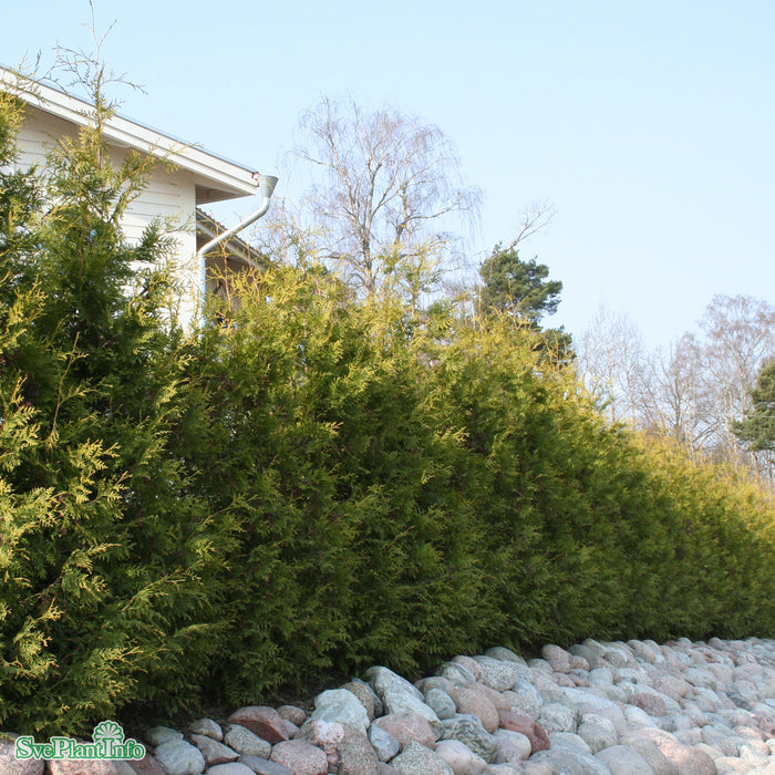 Thuja occidentalis 'Brabant' C20 175-200cm