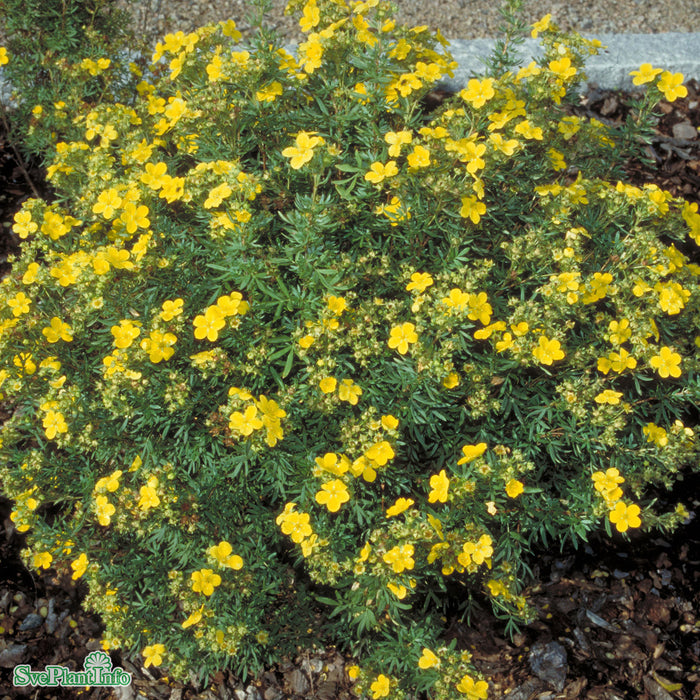 Dasiphora (Fruticosa) 'Goldfinger'  Busk C3