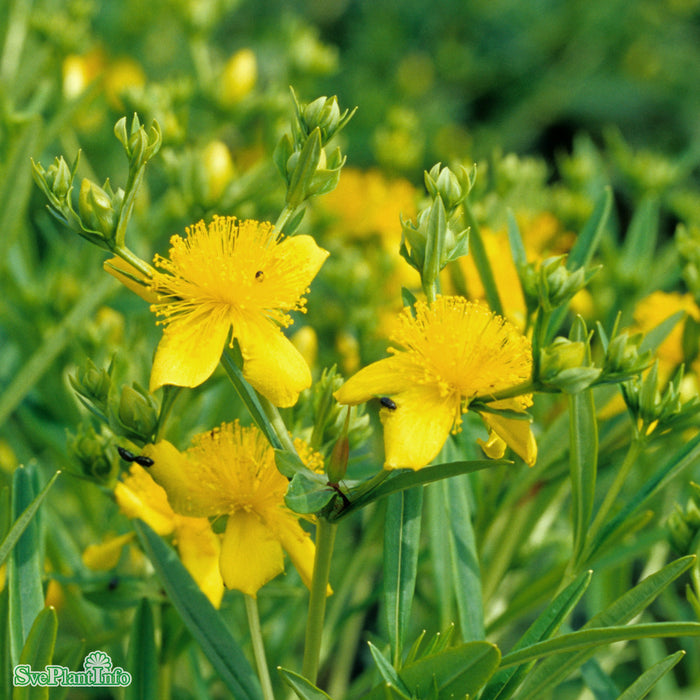 Hypericum 'Gemo' Busk C5