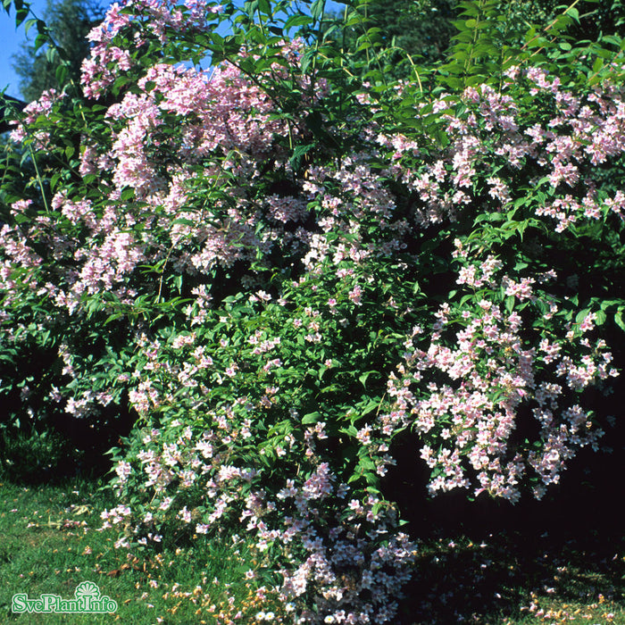 Kolkwitzia amabilis Solitär 125-150 cm
