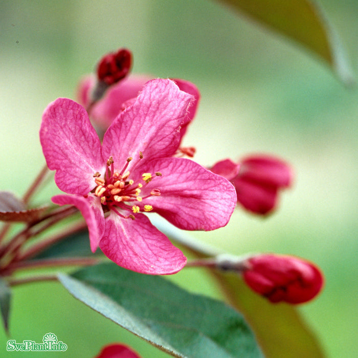 Malus (Purpurapel) 'Stenström' E Stam 90-110cm C10