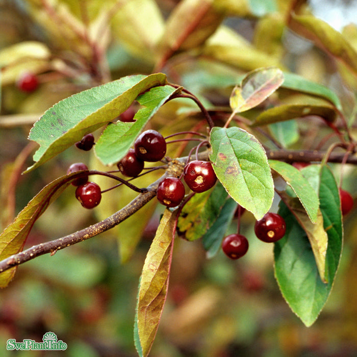 Malus (Purpurapel) 'Stenström' E Stam 90-110cm Co