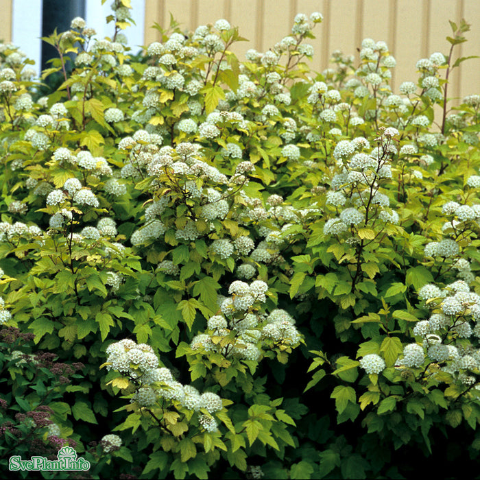 Physocarpus opulifolius 'Darts Gold' Solitär C12 60-100cm