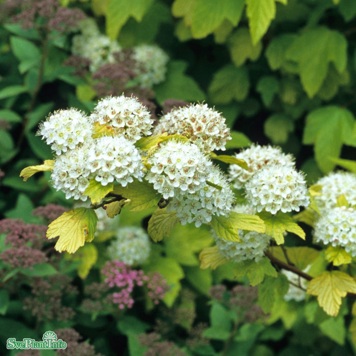 Physocarpus opulifolius 'Darts Gold' Solitär C12 60-100cm