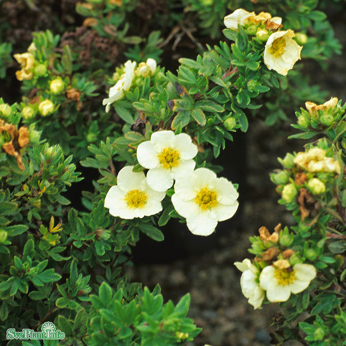 Dasiphora 'Tilford Cream' C4,5 30-40cm