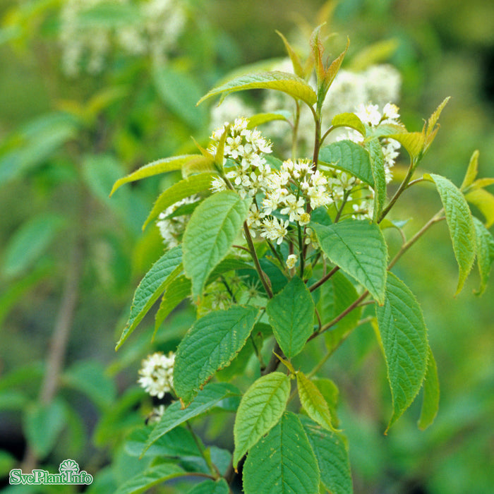 Prunus maackii 'Honey' E Ungträd 150-200cm C10