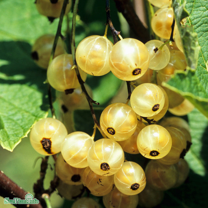 Ribes (Vita Vinbär) 'Vit Jätte'  Busk C3,5