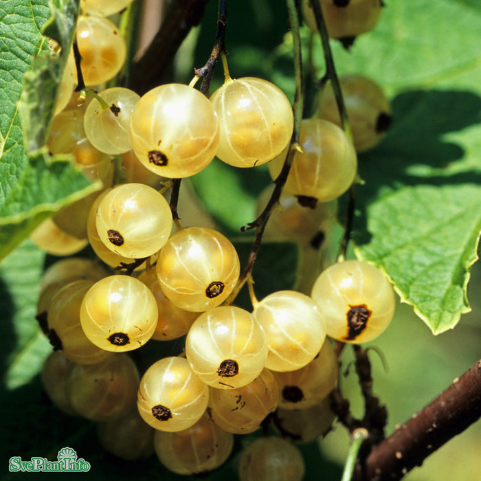 Ribes (Vita Vinbär) 'Vit Jätte' E Busk C3,5