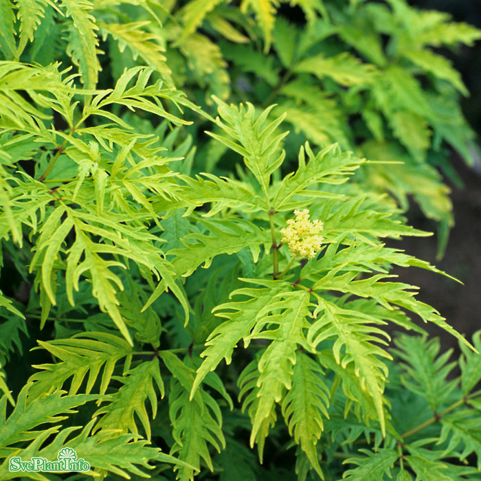 Sambucus racemosa 'Sutherland Gold' C6 50-60cm