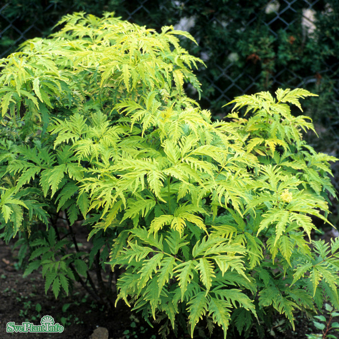 Sambucus racemosa 'Sutherland Gold' C6 50-60cm