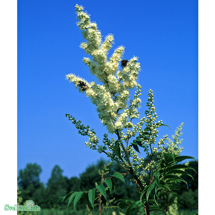 Sorbaria sorbifolia 'Pia' E Busk C5