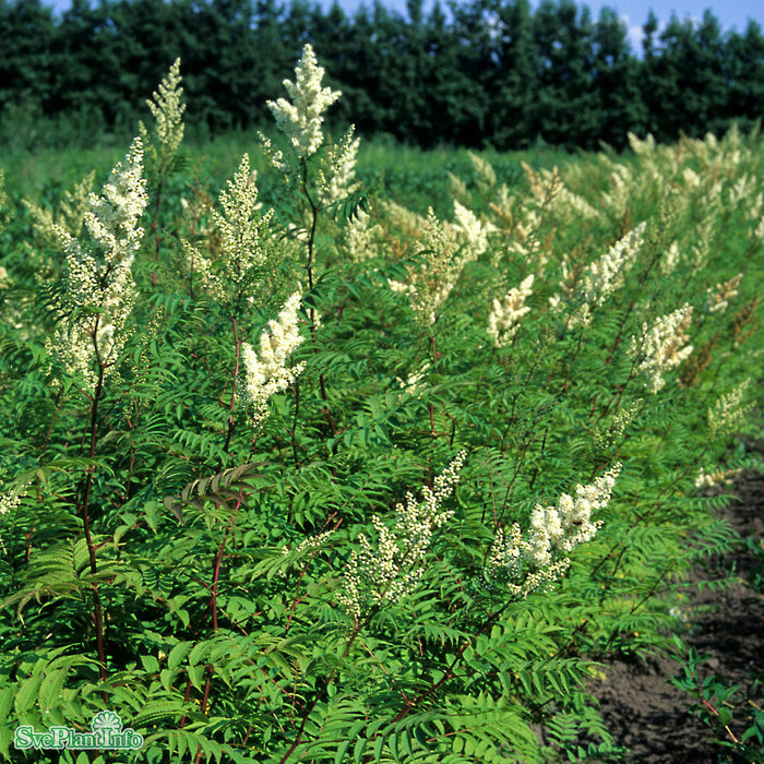 Sorbaria sorbifolia 'Pia' E Busk C5