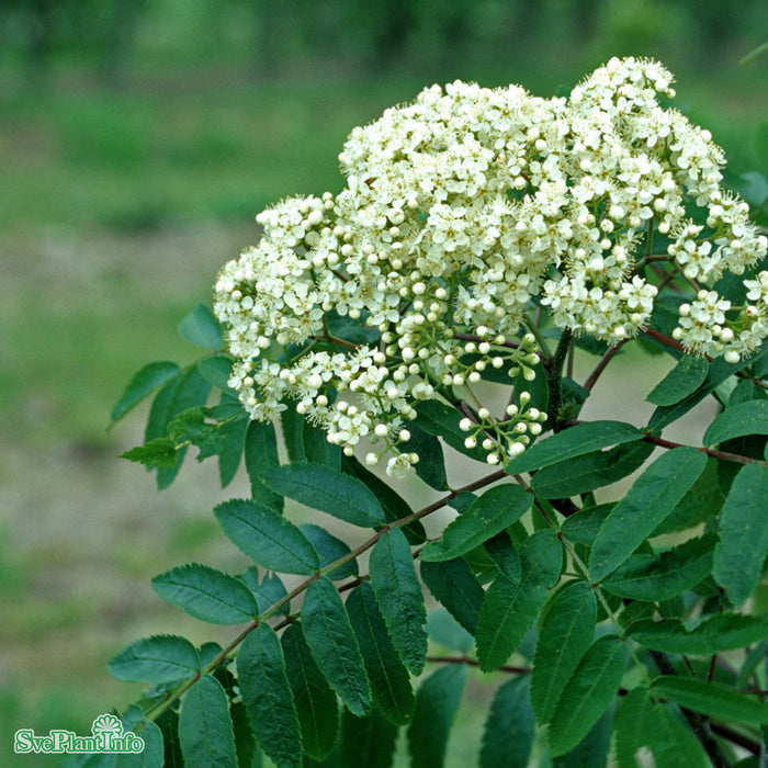 Sorbus 'Rosmari' E Ungträd 200-250cm C10
