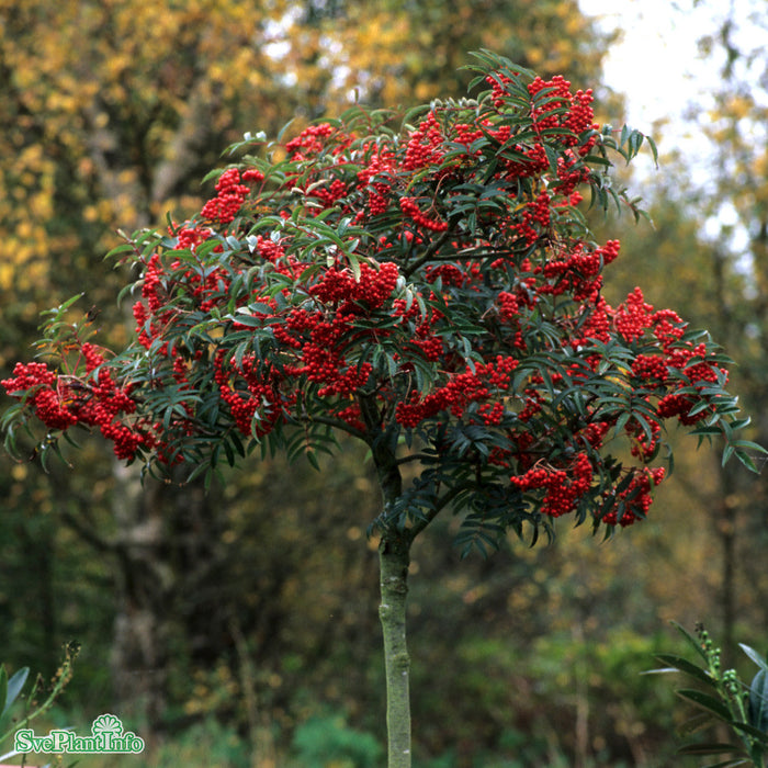 Sorbus commixta 'Carmencita' E Ungträd150-175 C10