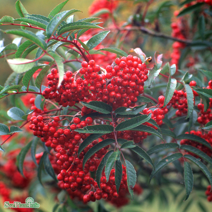 Sorbus commixta 'Carmencita' E Ungträd150-175 C10