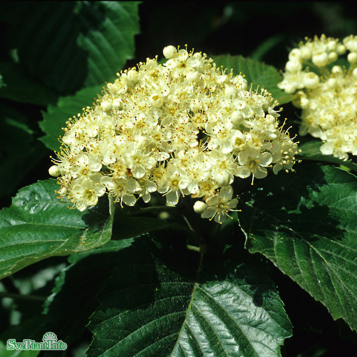 Sorbus incana E Ungträd 200-250cm Co