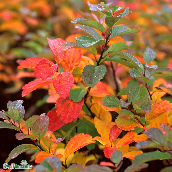 Spiraea betulifolia 'Tor' E C3