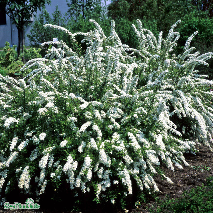 Spiraea cinerea e 'Grefsheim' C2,8 30-40cm
