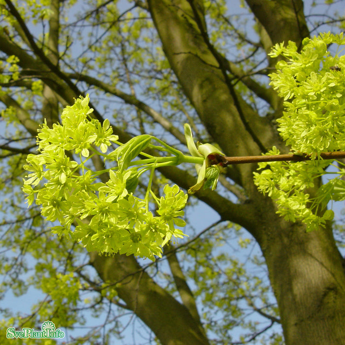 Acer platanoides Högstam Kl So 12-14