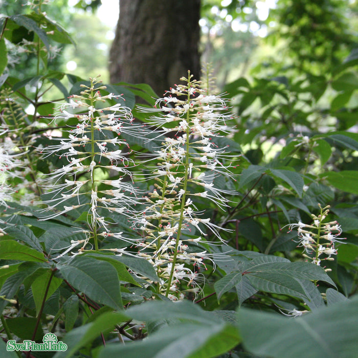 Aesculus parviflora Solitär C15 125-150cm