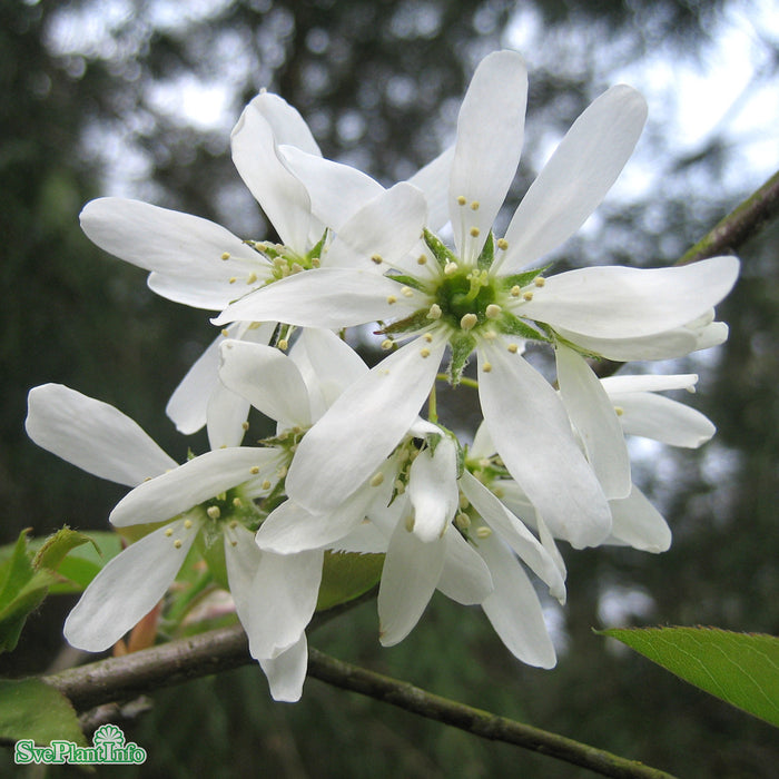 Amelanchier laevis 'Ballerina' Ungträd C10 200-250cm