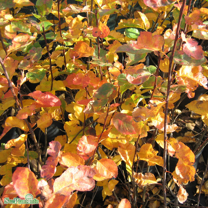 Amelanchier laevis fk Bäcklösa E C5