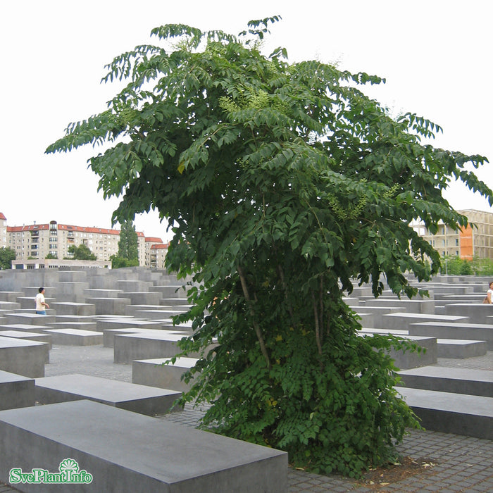 Aralia elata Solitär C20 100-125cm