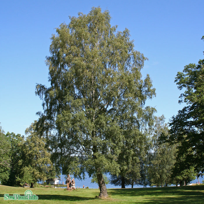 Betula pendula Högstam So 12-14