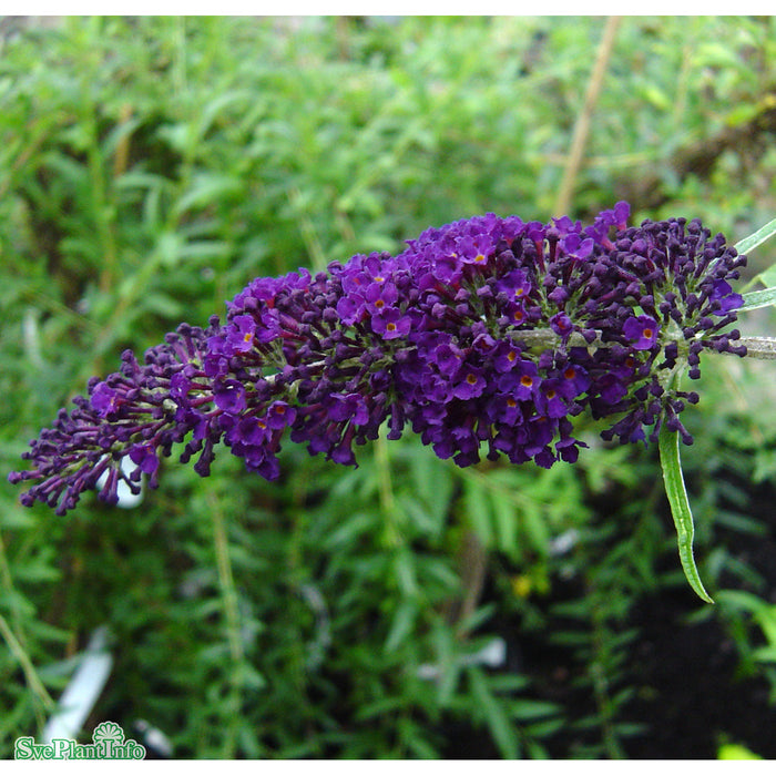 Buddleja davidii 'Black Knight' Busk C4,5