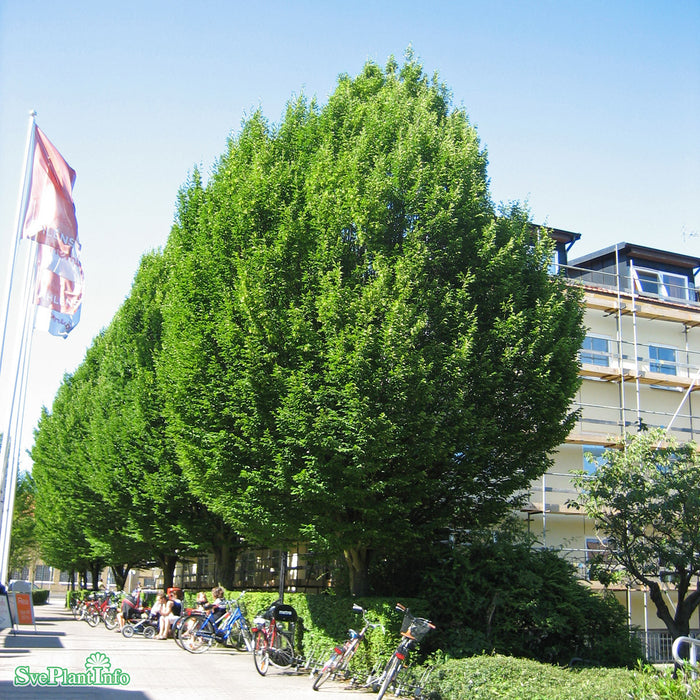 Carpinus betulus 'Fastigiata' Ungträd C20 250-300cm