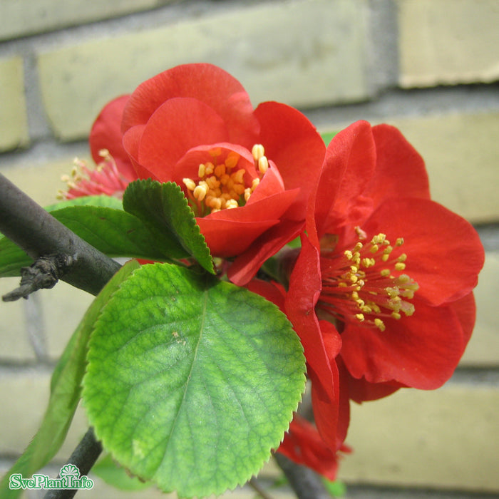 Chaenomeles x superba 'Nicoline' Solitär C20 80-100cm