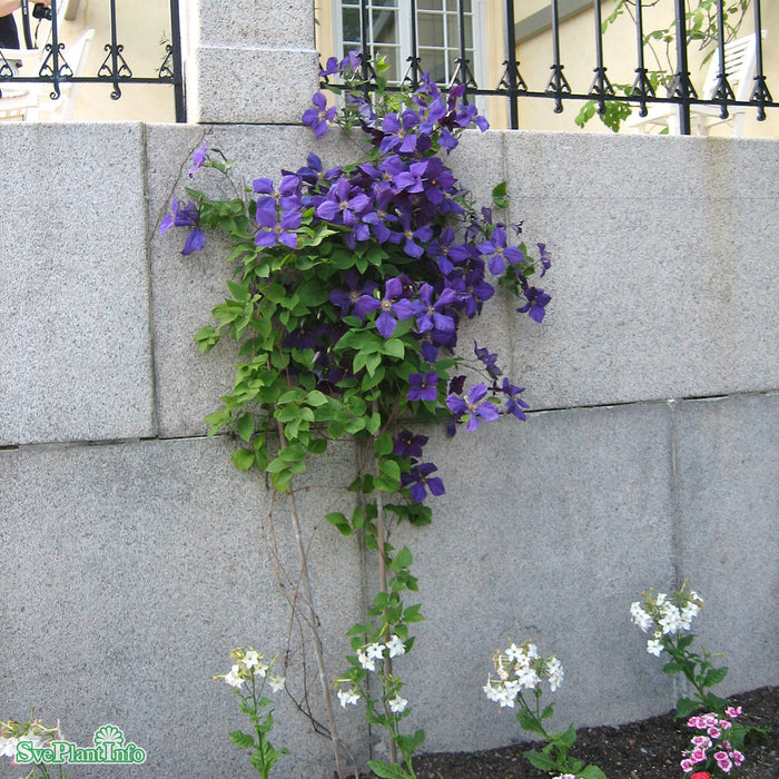 Clematis (SS) 'Jackmanii' A-kval C2