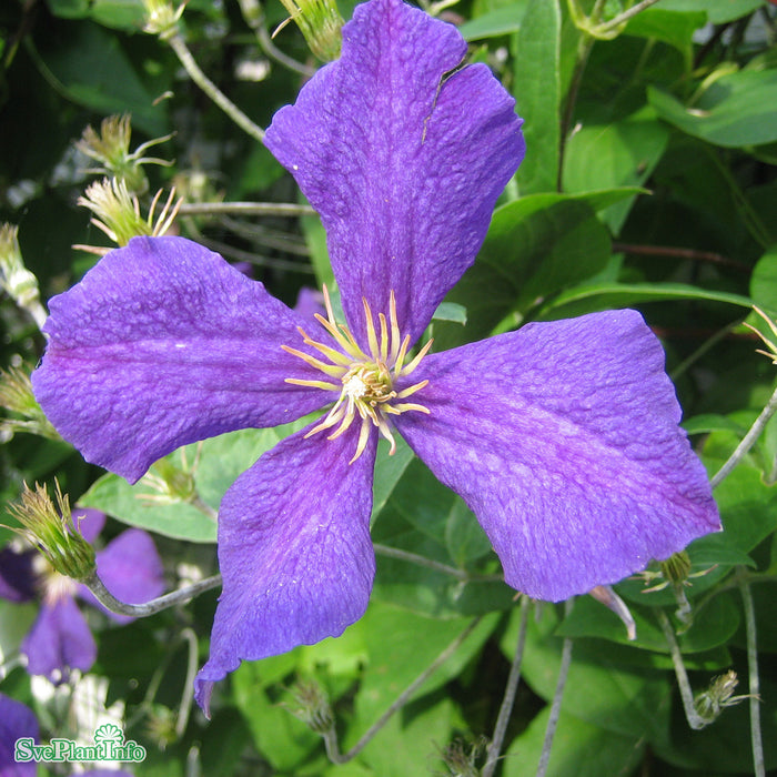 Clematis (SS) 'Jackmanii' A-kval C2