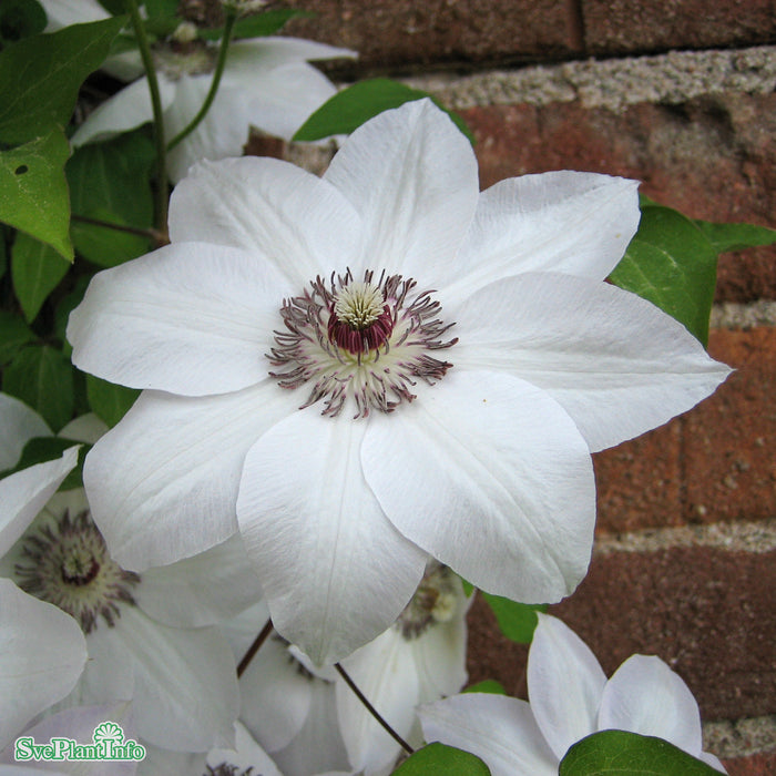 Clematis 'Miss Bateman' A-Kval C2
