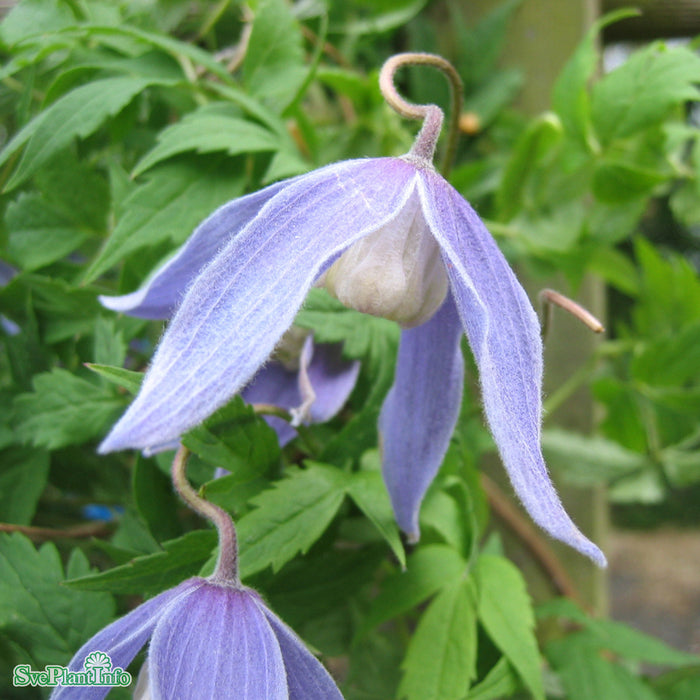 Clematis alpina A-kval C2