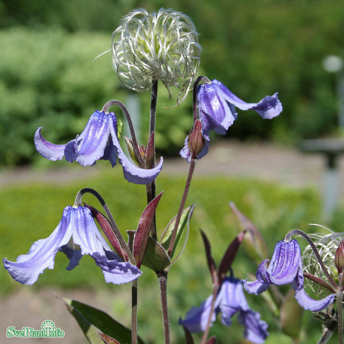Clematis integrifolia A-kval
