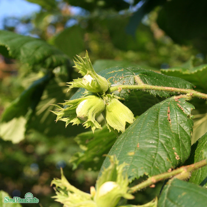 Corylus avellana E Busk C5