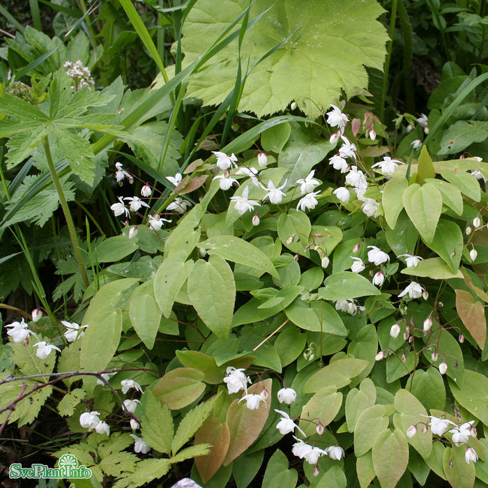 Epimedium youngianum `Niveum' A-kval