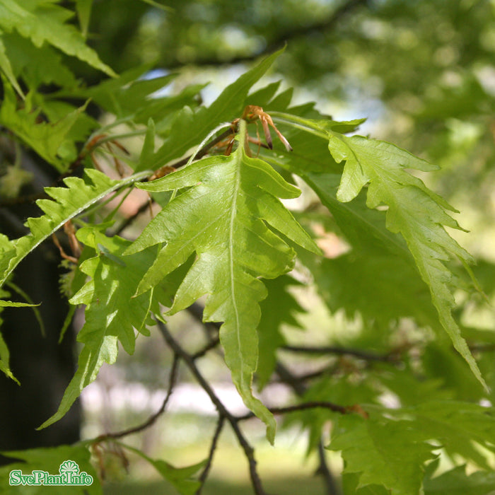Fagus sylvatica 'Aspleniifolia' Solitär Kl B60-100cm H200-250cm