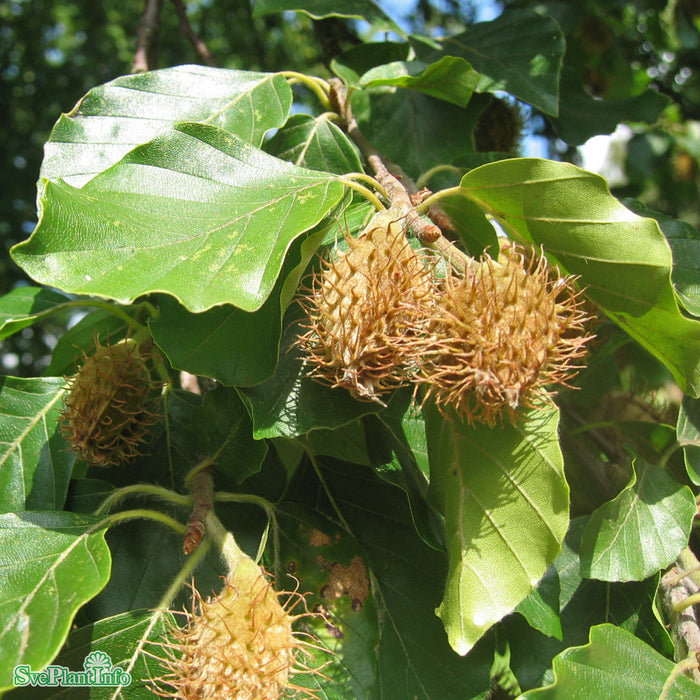 Fagus sylvatica C5 100-125