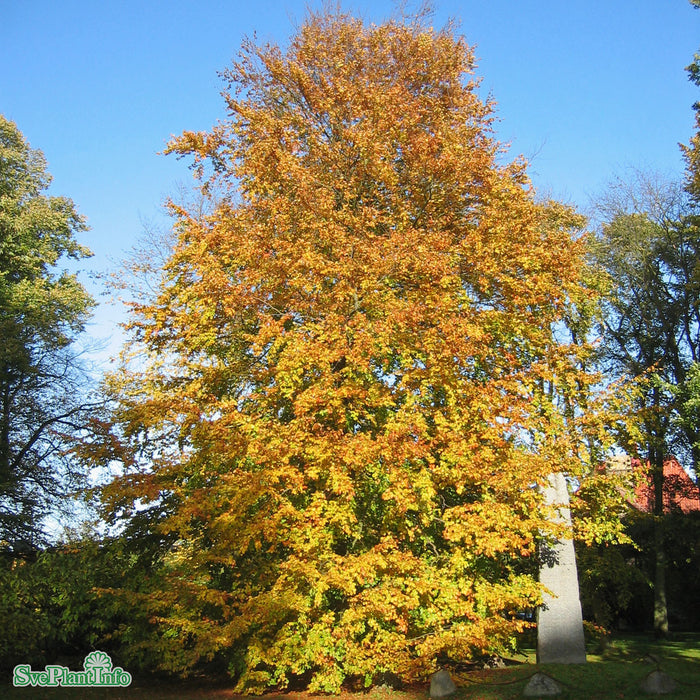 Fagus sylvatica Högstam Kl So 12-14