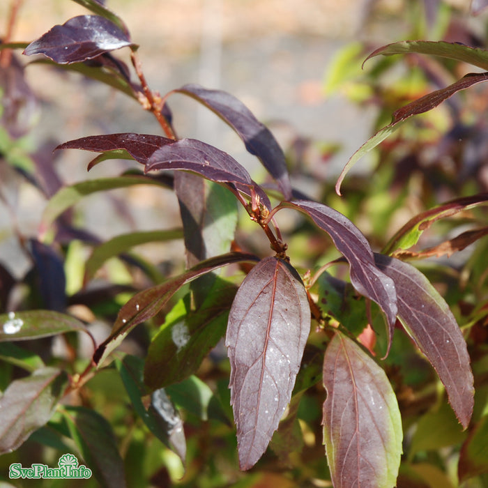 Forsythia x intermedia 'Week-End' C12 100-125cm