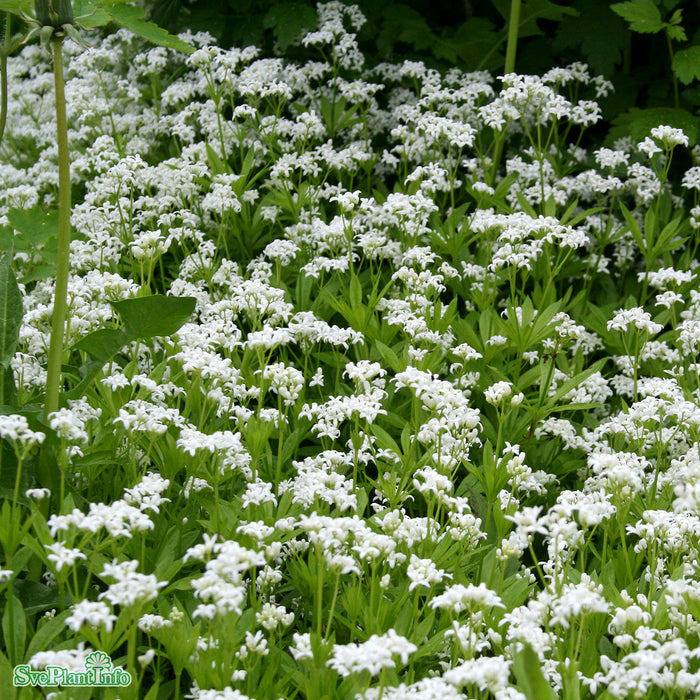 Galium odoratum A-kval