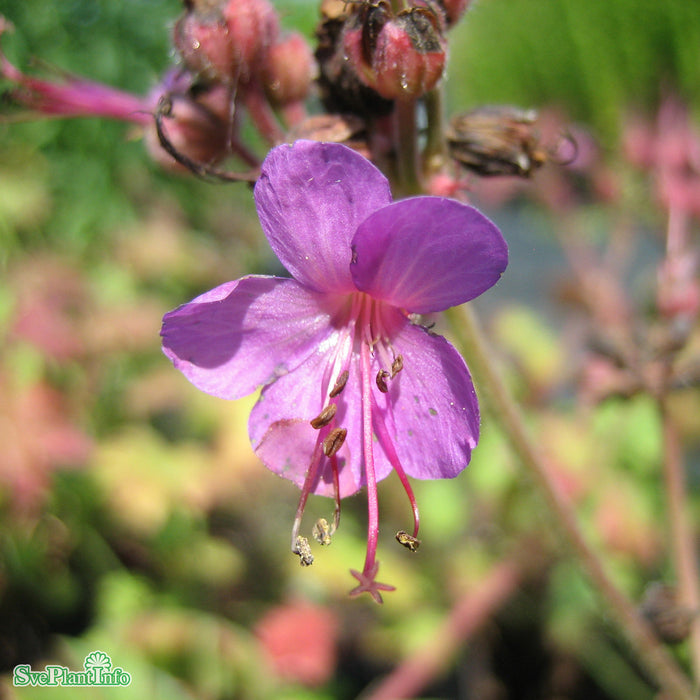 Geranium macrorrhizum 'Bevan's Variety' A-kval