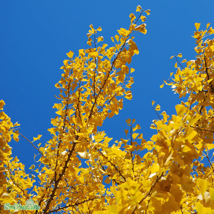 Ginkgo biloba Busk C25 125cm