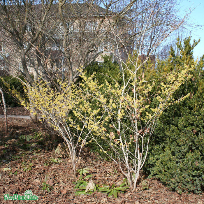 Hamamelis intermedia 'Arnold Promise' Solitär 80-100cm