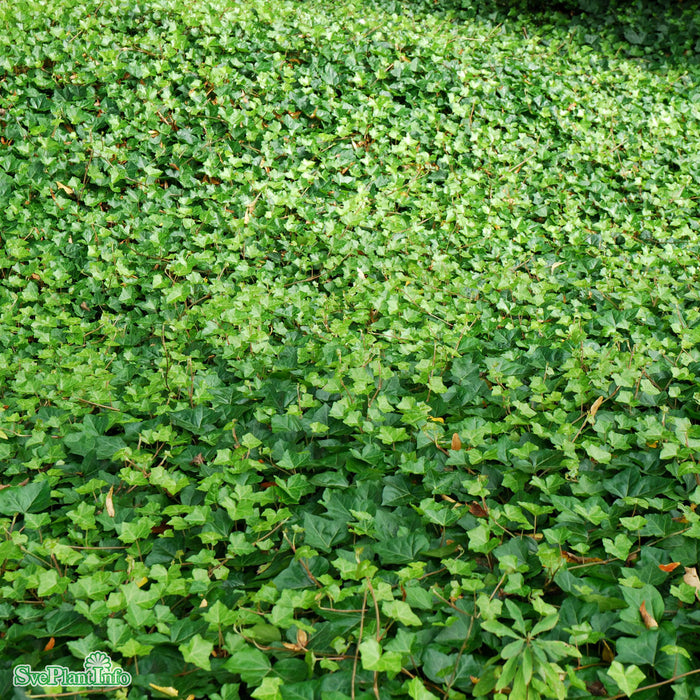 Hedera helix hibernica A-kval C2