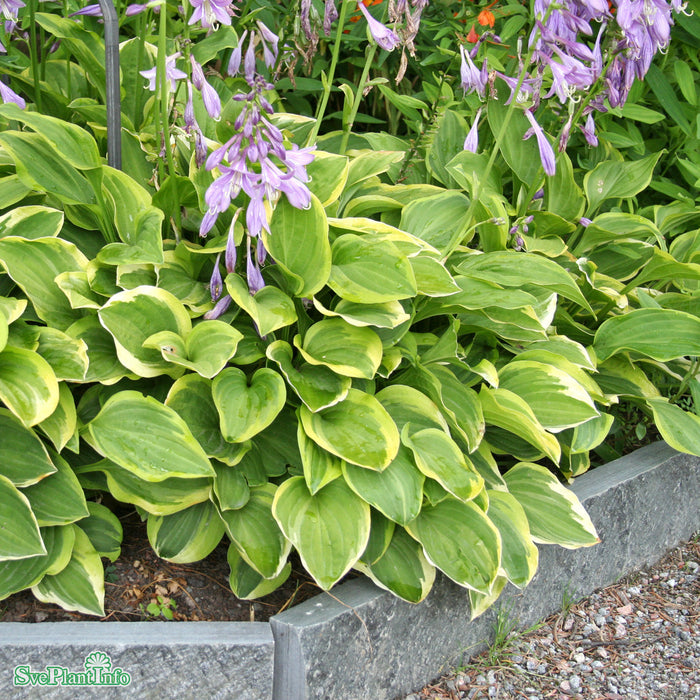 Hosta 'Golden Tiara' A-kval
