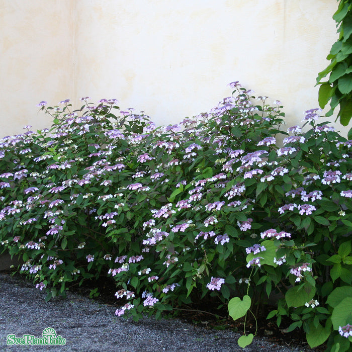 Hydrangea serrata 'Blue Bird' C12 40cm